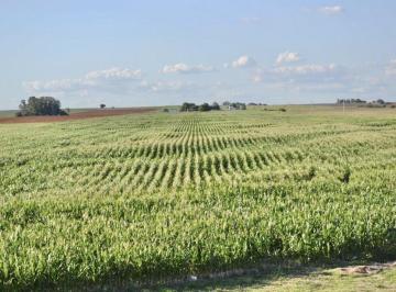 Campo · 320000m² · Fantástico Campo en Uruguay de 32 Ha Sin Mejoras en Artilleros, Colonia del Sacramento, Uruguay.