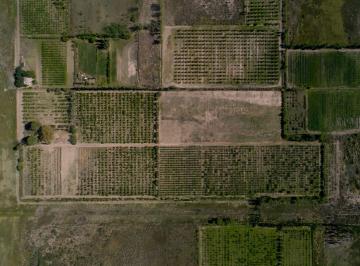 Campo , General Alvear · Finca de 10 Ha con Viñedos y Frutales