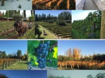 Quinta vacacional , Cruz de Piedra · Viñedo con Bodega Boutique