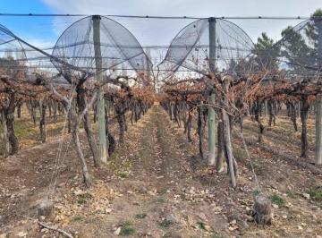 Campo · 250ha · Finca 53 Ha Mendoza. Carrizal del Medio