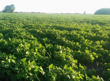 Campo , Marcos Paz · 132 Has en Marcos Paz Agricolo en un 90 % Trigo Maiz Soja Sin Mejoras