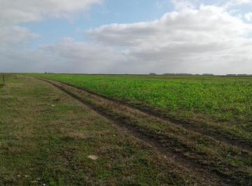Campo , General Juan Madariaga · Campo Ganadero, General Madariaga