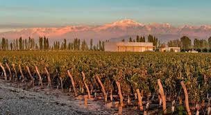 Campo , San Rafael · Bodega Champagnera en San Rafael Mendoza y 2 Fincas - Ideal Inversor
