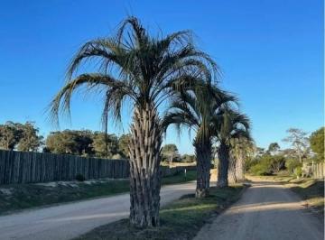Foto · Venta 3 Lotes Contiguos - José Ignacio - B Privado - Playa Brava - Perimetral a Pinar del Faro - Uruguay