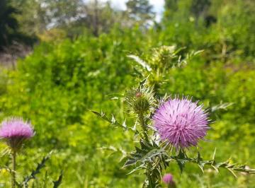 Terreno , Los Reartes · Venta de Lote en Los Reartes - Tlc0738