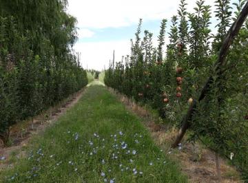 Campo · 1340m² · Chacra en Cipolletti Calle Rural A11, a 800 m Ruta Provincial 151, Km 7, Cipolletti