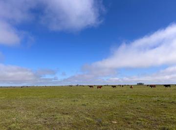 Campo · 6350000m² · 1 Ambiente · Campo - Balcarce