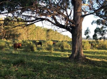 Campo · 150000m² · Chacra - Medellin