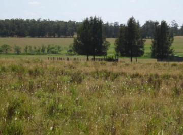 Campo · 150000m² · Chacra - La Barra