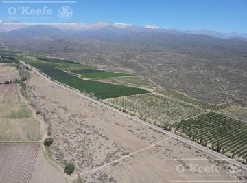 Campo · 30000m² · Campo en Venta en Tupungato de 30000 Has - Viñedos de Altura - Nogales - Desarrollo Inmobiliario