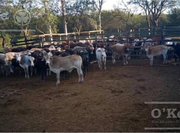 Campo · 10770000m² · Campo en Venta en Paraguay de 1100 Has - Ganadero 0,4 Ev/ha