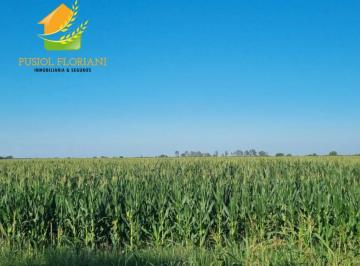 Campo , La Puerta · Campo Agrícola en La Puerta