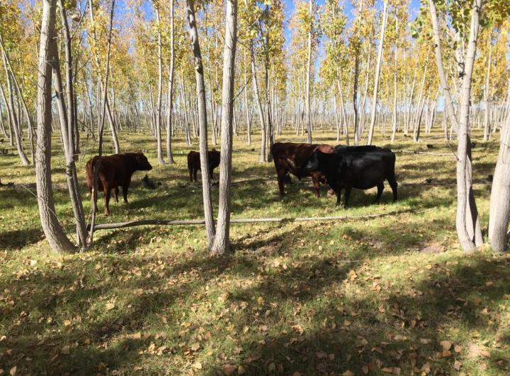 Campo · 131ha