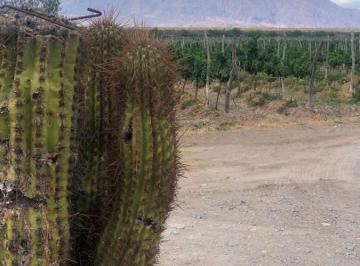 Terreno · 814m² · Terreno de 20 Ha en Venta en Cafayate - Salta