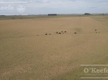 Campo · 2980000ha · Campo en Venta de 298 Has 70% Agricola