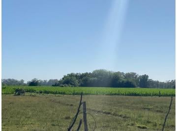 Campo · 11600m² · Venta de 11,6 Ha en Tomas Jofre! con Arboleda!