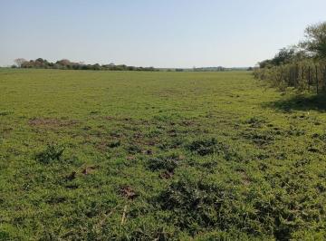 Campo · Campo en Nueva Palmira
