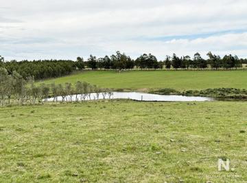 Foto1 · Campo Olivar Sobre La Ruta 8 de Minas
