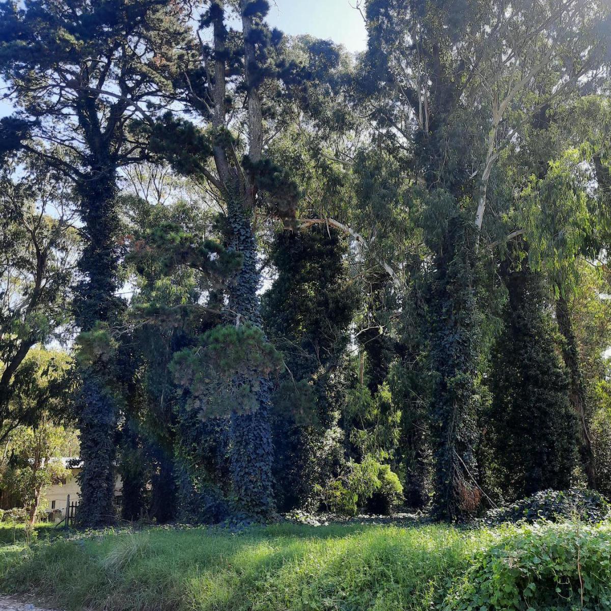Lote de 447 m² en Bosque Peralta Ramos