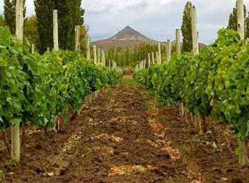Campo · 3736ha · Propiedades Rurales - Mixto - Los Altares