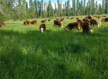 Campo · 300ha · Propiedades Rurales - Chacra - General Conesa