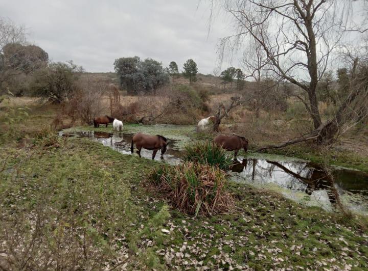 Terreno · 35ha
