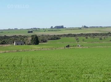 Campo · 500000m² · 1 Ambiente · Campo en Venta de 50 Has en Pueblo Víboras, Carmelo