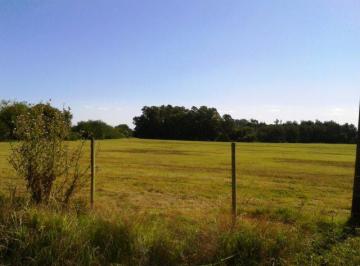 Campo · 41000m² · Chacra - Colonia del Sacramento