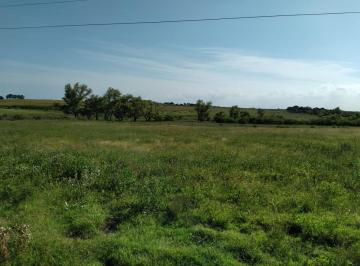 Campo · 180000m² · Campo - Nueva Palmira