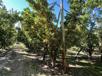 Campo · 130000m² · Alquiler - Chacra en Producción en Cervantes - A015