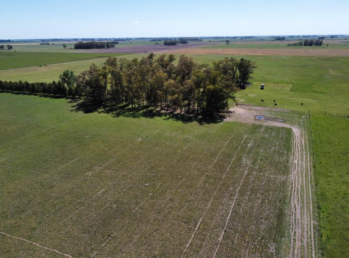 Campo · 50ha