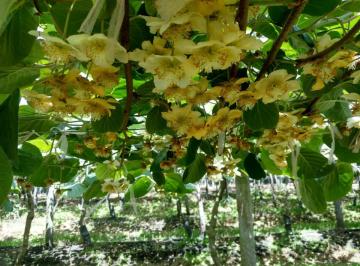 Campo de 4 ambientes, General Pueyrredón · Vendo Plantacion de Kiwi Sierra de Los Padres