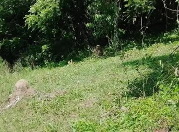 Terreno 11m² Venta  · Vendo Terrenos en Frias Imperdible (S. E.) Particular o Empresa Desarroliata