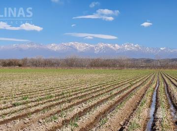 Campo · 280000m² · Farms - Tupungato