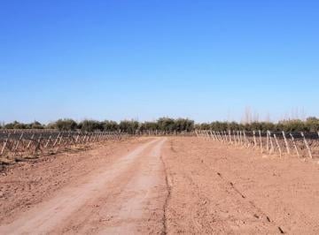 Campo , Junín · Venta Finca 33 Has con Viñedos en Rodriguez Peña Junin Mendoza