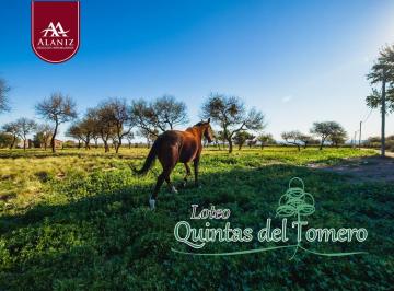 Terreno , Villa Merlo · Ultimos Lotes, Terrenos en Venta, Quintas del Tomero, Merlo, San Luis.