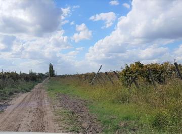 Campo , Rivadavia · Venta Finca 100 Has en Rivadavia