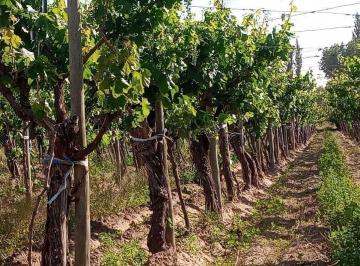 Campo · 50000m² · ¡Oportunidad Única! Venta Finca 5 Has Phillips, Junín