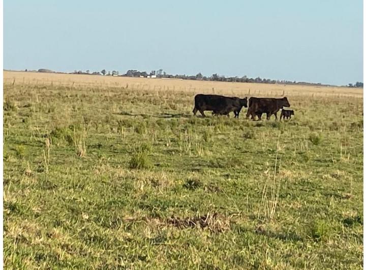 Campo · 107000m² · 1 Ambiente