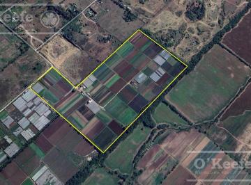 Campo · 360000m² · Chacra en Venta Horticola de 36 Has, La Plata - Arturo Segui