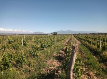 Campo · 80000m² · Vende Finca en Alto Ugarteche Superficie Total 12.5 Ha