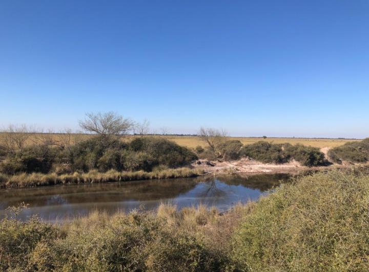 Campo · 600ha