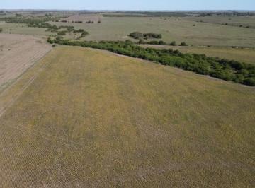 Campo , Larroque · 25 Hectáreas Agrícolas en Talita, Larroque - Gualeguaychú.