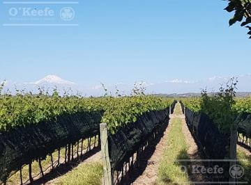 Campo · 230000m² · Finca de 23 Has en Venta en Mendoza - Viñedo Premium de Altura