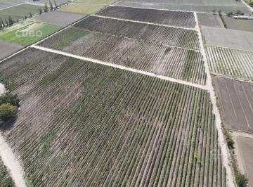Campo · 140m² · Cubo Vende Finca de 7,5 Ha Ubicada en Rodeo de La Cruz - Mendoza
