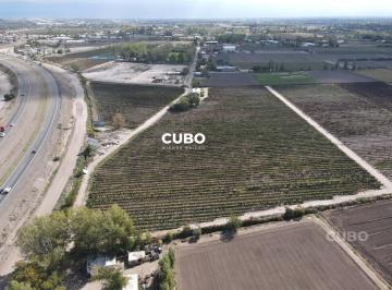 Campo · 150m² · Cubo Vende 12 Ha de Viñedo en Rodeo de La Cruz Mendoza Argentina