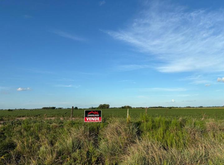Campo · 27ha