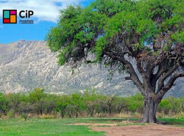 Terreno , Cortaderas · Terreno - Cortaderas