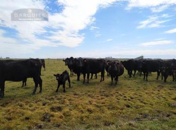 Campo · Campo - Dolores