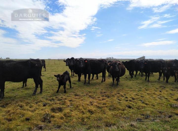 Campo